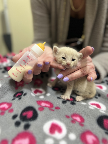 Pet Food Express Kitten Season campaign launches to find foster and forever homes for California's needy kittens. (Photo: Business Wire)