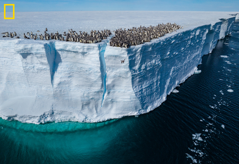 Emperor penguin chicks jumping off the ice shelf edge for their first swim at Atka Bay on the Ekström Ice Shelf in Antarctica. Learn more about the historic penguin leap at NatGeo.com. (credit: National Geographic/Bertie Gregory)