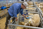 Agrivoltaic Technician, Jack Mason, collecting health data from newborn lambs at Silicon Ranch’s new lambing barn in Houston County, Georgia. Along with breeding its own sheep to adapt parasite resistance to survive and thrive in the Southeast, Silicon Ranch committed to participate in the National Sheep Improvement Program (NSIP), with one of the largest flocks enrolled in the program. NSIP provides predictable, economically important genetic evaluation information to the U.S. sheep industry to improve the genetics and production of the national flock. (Photo: Business Wire)