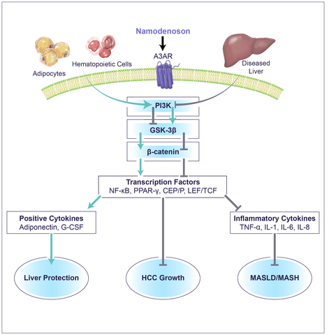 Namodenoson mechanism of action (Graphic: Business Wire)