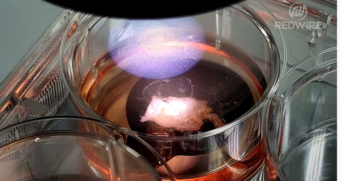 Live human heart tissue bioprinted with Redwire's BioFabrication Facility onboard the International Space Station. The tissue successfully returned to Earth in April 2024. Image: Redwire