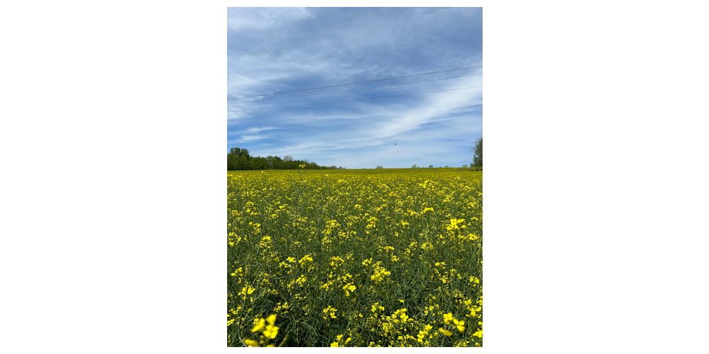 Rubisco Seeds introduces the first commercial High Oleic, Low Linolenic (HOLL) winter canola to the US market