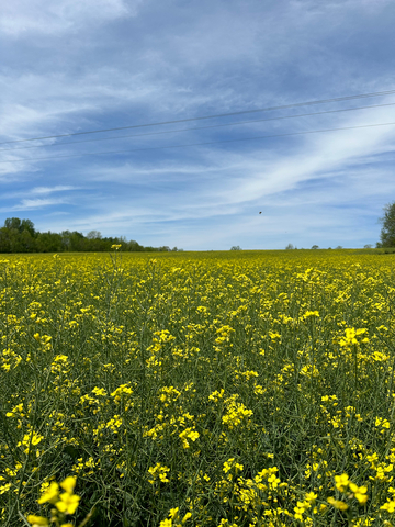 Spring 2024 Rubisco Seeds HOLL winter canola flowering in Kentucky. (Photo: Rubisco Seeds)