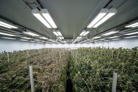 Cannabis crops growing under Fluence RAPTR fixtures at the Clade9 facility. (Photo: Business Wire)