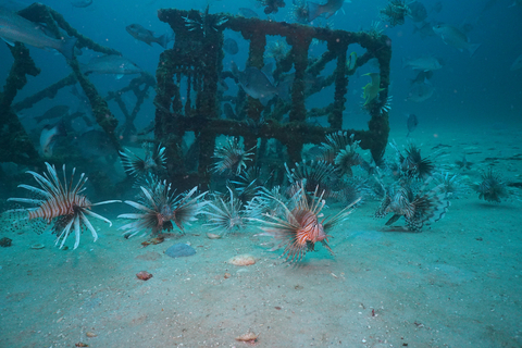During the 2024 Emerald Coast Open, 147 competing divers removed 11,844 invasive lionfish from Florida waters stretching from the Atlantic coast to the Gulf. Photo courtesy of Destin-Fort Walton Emerald Coast Open.
