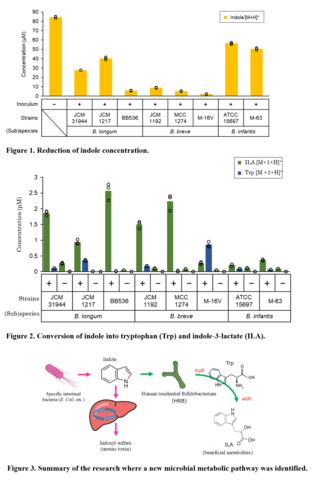 Human-Residential Bifidobacteria (HRB) strains such as Bifidobacterium longum BB536, B. breve M-16V, B. breve MCC1274, and B. infantis M-63, significantly reduced the concentration of indole produced by Escherichia coli, a known indole producer (Figure 1). Subsequently, the research demonstrated that HRB strains can convert the potentially harmful indole into tryptophan (Trp) and beneficial indole-3-lactate (ILA) (Figure 2). The study also identified a new microbial metabolic pathway involving tryptophan synthase β subunit (TrpB) and aromatic lactate dehydrogenase (ALDH) in the conversion process (Figure 3), highlighting the sophisticated mechanisms by which specific HRB strains contribute to gut health. (Graphic: Business Wire)