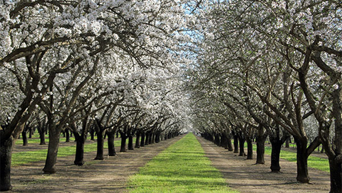 Blue Diamond Growers is continuing its 100-year tradition of quality and innovation by modernizing its wireless networking infrastructure with an HPE Aruba Networking Wi-Fi 6E-enabled solution. The deployment improves mobile and IoT device connectivity in support of the California-based cooperative’s three manufacturing facilities that service its 3,000 grower-owners. With 3.3 million square feet of manufacturing facilities, including 40 acres of outdoor areas, the new Wi-Fi network provides AI-powered intelligence that speeds troubleshooting by 50 percent. (Source: Blue Diamond Growers)