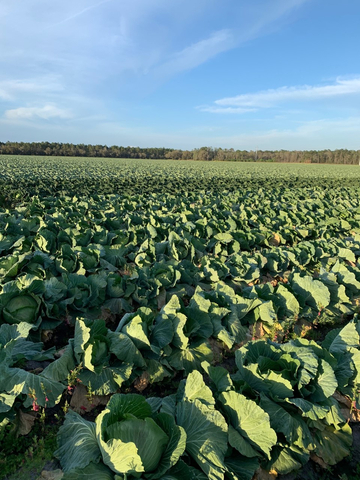 Southeastern Grocers recognizes its Fresh Supplier of the Year, L&M, for their outstanding commitment to pollinator sustainability practices, showcased here in their vibrant cabbage fields. L&M has supplied SEG with several produce varieties, including cabbage, for more than six years. (Photo: Business Wire)