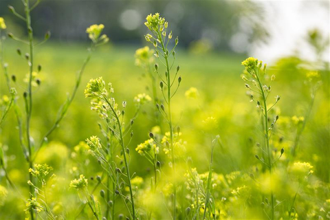 Cargill and the Forever Green Initiative at the University of Minnesota are partnering to study winter camelina and domesticated pennycress. The collaboration will focus on the development of high performing seed varieties and farming techniques adapted for the unique growing conditions of the Upper Midwest. (Photo: Business Wire)
