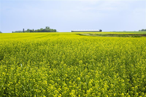 Cargill and the Forever Green Initiative at the University of Minnesota are partnering to study winter camelina and domesticated pennycress. The collaboration will focus on the development of high performing seed varieties and farming techniques adapted for the unique growing conditions of the Upper Midwest. (Photo: Business Wire)