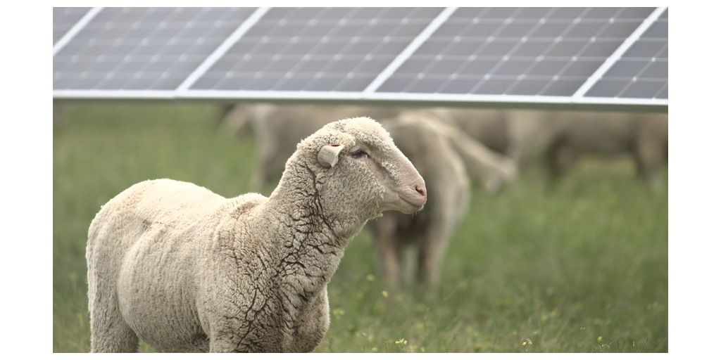 Avangrid Begins Largest Solar Grazing Operation in the Pacific Northwest