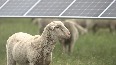 Sheep graze at Pachwáywit Fields solar farm in Oregon (Photo: Business Wire)