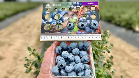 A jumbo berry from Agrovision, marketed under the brands Fruitist and Big Skye, being measured for size. (Photo: Business Wire)