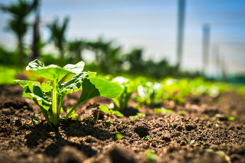 Close-up of spinach growing on a farm (Photo: Business Wire)