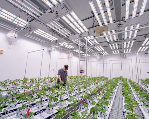 FOHSE is proud to be the lighting partner of Endless Clones. Endless Clones consistently completes rigorous research and development by adjusting lighting conditions dynamically, optimizing growth cycles, and enhancing the quality of the crops. (Photo: Business Wire)