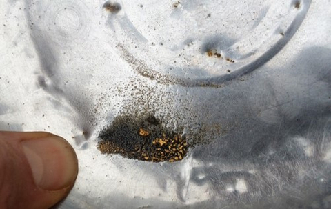 thumbnail Figure 2: Gold in Pan at the Contact Zone (Photo: Business Wire)