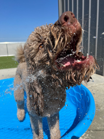 A Rowdy Ruff House patron enjoys cooling off in the pool. (Photo: Business Wire)