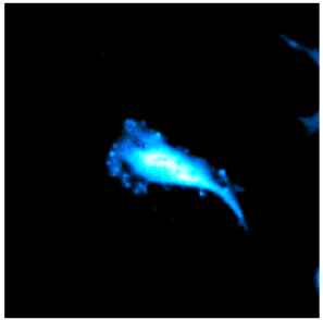 Galaxy luminescence image of the high-abundance CFL protein fusion with NanoBiT. (Photo: Business Wire)