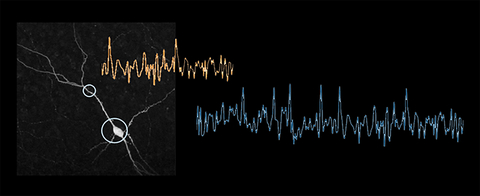 OptoVolt enables fluorescent voltage trace extraction. (Graphic: Business Wire)