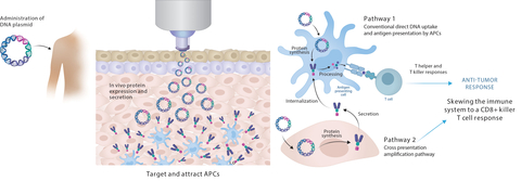 Modulating Immune Responses to Therapeutic Cancer Vaccines through PharmaJet Precision Delivery Technologies (Graphic: Business Wire)