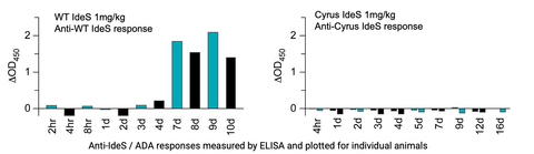 Figure shows anti-IdeS antibody formation in rabbits after dosing with 1 mg/kg of WT IdeS (left) compared to 1 mg/kg of Cyrus reduced immunogenicity IdeS (right). (Graphic: Business Wire)