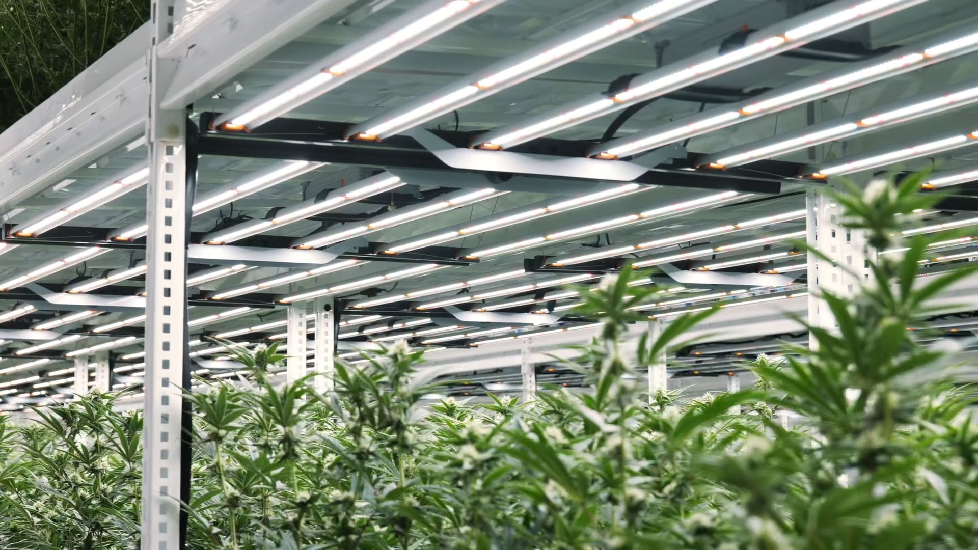 Massachusetts-based Bostica taps into decades-long family history in HVAC to design state-of-the-art cannabis cultivation facility in collaboration with Fluence.