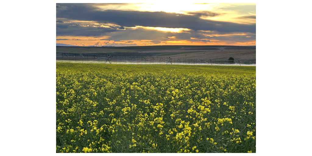 Rubisco Seeds: North American Record-Breaking Canola in Washington State: 340 US Gallons of Oil Per Acre