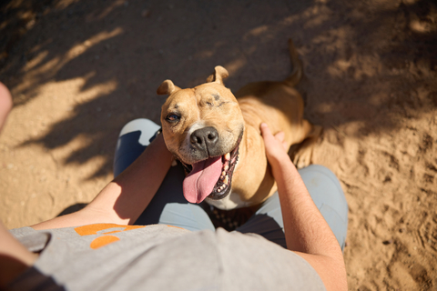 Norberta, a 10-year-old dog who has been looking for a loving home for more than four years. (Photo: Business Wire)