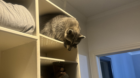 Kimberly Beard, a permitted wildlife rehabilitator, is currently volunteering her time to care for six raccoons, six squirrels and a baby deer. The end goal is to successfully release each animal back into the wild. (Photo: Business Wire)