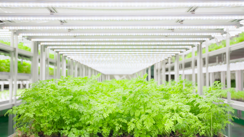 Chytrá farma společnosti Kolmar BNH (Foto: Kolmar BNH)