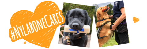 Nylabone donates over $1 million in dog chew toys and chew treats to animal welfare groups in 2024 --- Donations help promote healthy, non-destructive behavior of shelter animals and therapy dogs (Photo: Business Wire)