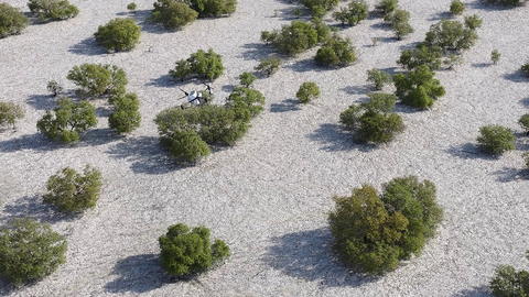 thumbnail Nabat, New Abu Dhabi Climate Tech Venture, to use AI and Robotics to Restore Mangroves and Boost Climate Resilience (Photo: AETOSWire)