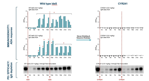 Figure 1. Redosing of CYR241 IgG degrader enzyme at 0.01 mg/kg in rabbit shows no ADAs (right), while WT shows IgM and IgG ADAs (left). (Graphic: Business Wire)