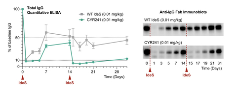 Figure 2. Redosing of CYR241 IgG degrader enzyme at 0.01 mg/kg in rabbit shows similar potency upon first and second doses (teal), while WT shows minimal activity upon a second dose (grey). IgG was quantified via ELISA (left) and immunoblot (right). (Graphic: Business Wire)