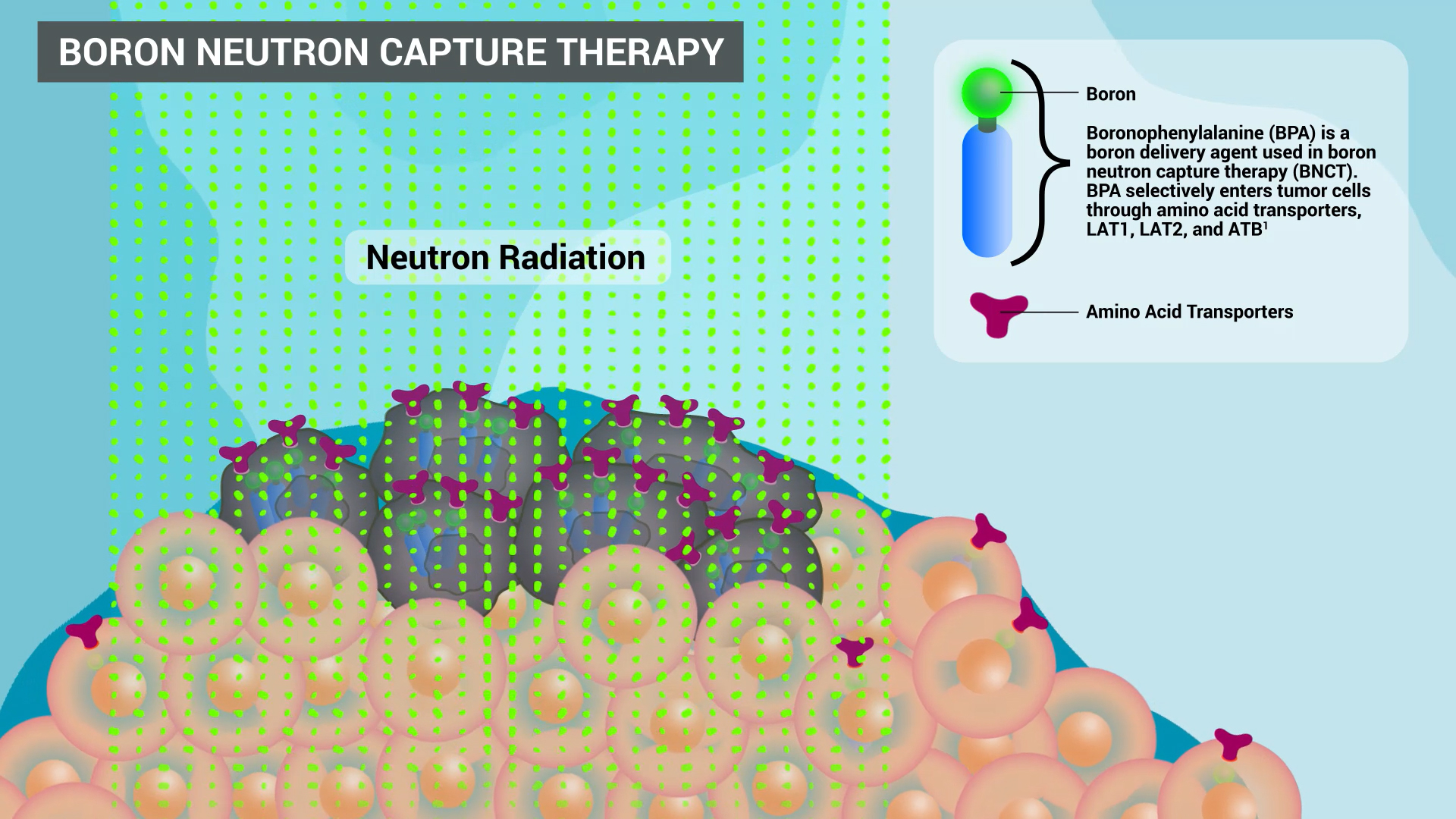 BNCT method of action