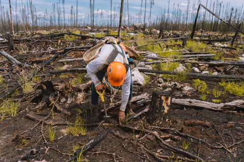 Planting in the 2023 Ogoki Burn (Photo: Business Wire)