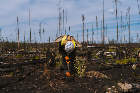 Integrity Reforestation Inc. Tree Planting in the 2023 Ogoki Burn (Photo: Business Wire)