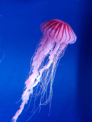 thumbnail 是龍還是鳳？ 如果你能拍到它，就會給您帶來好運！（照片：美國商業資訊）