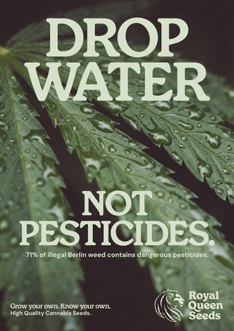 Drop Water, Not Pesticides. 71% of illegal Berlin weed contains dangerous pesticides (Graphic: Business Wire)