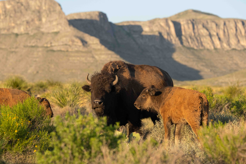 Cemex recently launched a rewilding project at El Carmen that successfully reintroduced the American bison, with 117 now residing in the reserve. Photo credit: Melissa Groo