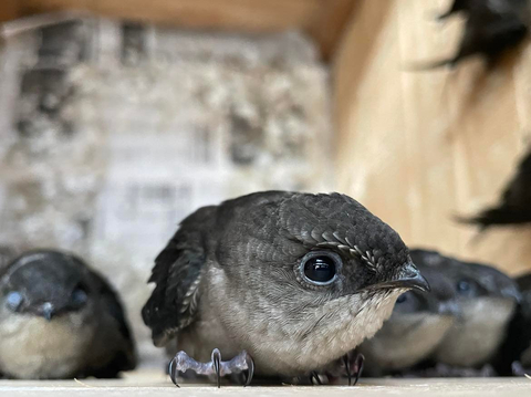 Photo of Chimney Swift. Credit: Sharon Audubon