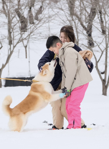 original 在雪乡与秋田犬一起玩耍