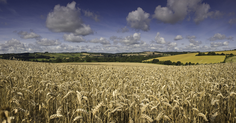 original Wheat fields in the UK countryside (photo credit: Rachel Dewis)