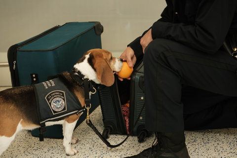 thumbnail U.S. Customs and Border Protection (CBP), Agriculture Specialist Canine sniffing for fruits, vegetables, or meat products that could spread harmful pests, like invasive fruit flies.[Credit: Image courtesy of The California Department of Food and Agriculture (CDFA). All rights reserved. For media use only.]