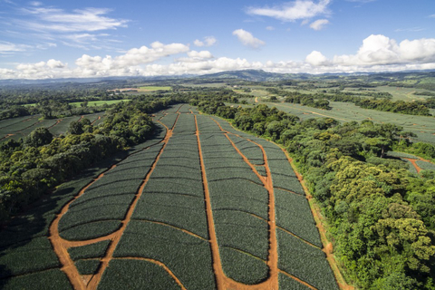 original Fresh Del Monte Pineapple Operation in Costa Rica