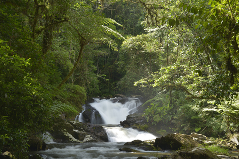 thumbnail (Credit: Reservas Votorantim) Images of Legado das Águas – Atlantic Forest Reserve in Brazil
