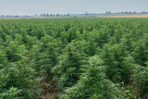 original Hale Farm selects Elevated Signals manufacturing software to manage operations at its cannabis facility in Tasmania