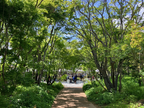 original Gunze Green is contributing to the greening of the Osaka-Kansai Expo by providing excellent trees for the "Forest of Tranquility".