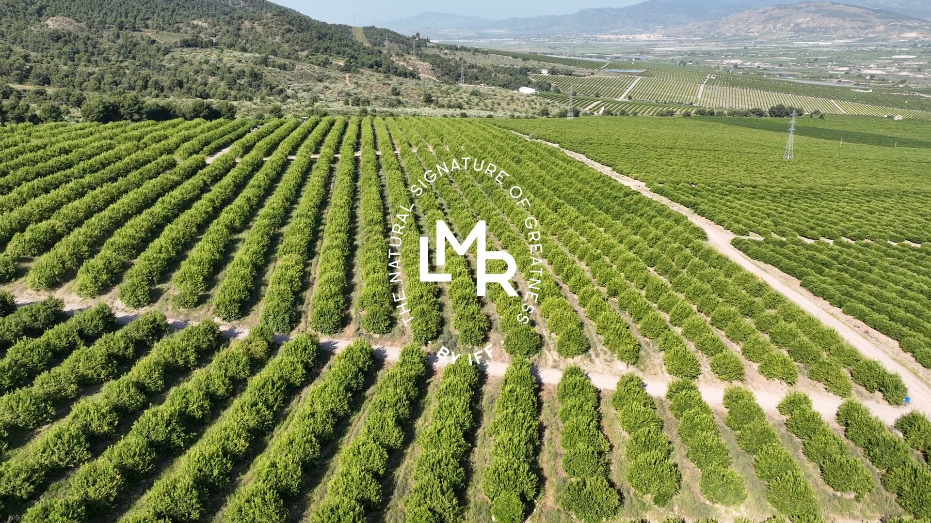 thumbnail 圖片提供：IFF