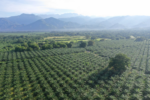 original Del Llano Farms in Colombia, a third-generation regenerative farm and leading producer of seedless tropical oils.